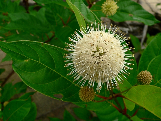 {Cephalanthus occidentalis}